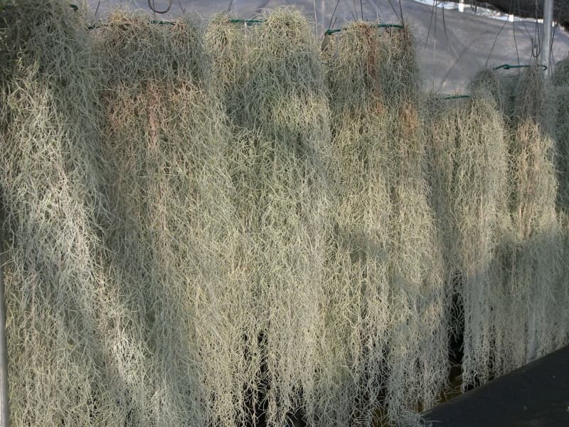 수염 틸란드시아