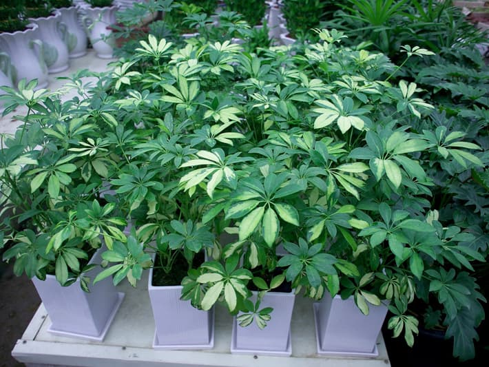 쉐플레라 '홍콩'