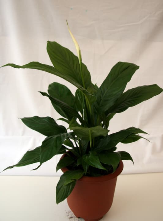 스파티필룸 (광엽)