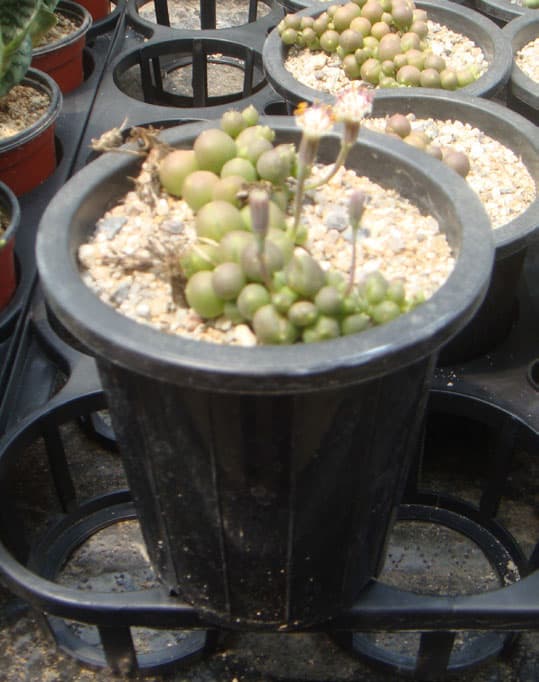 녹영