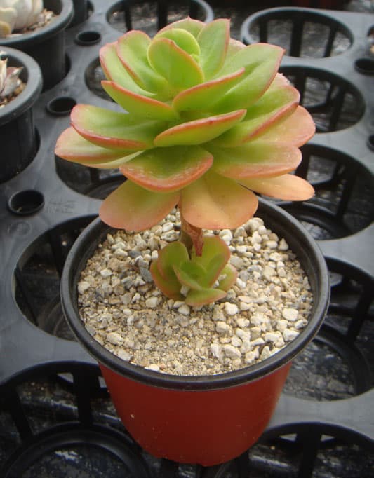 홍매화