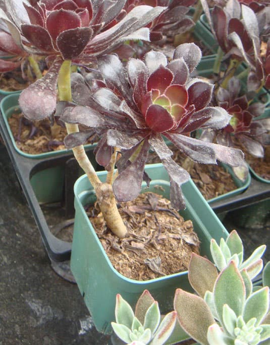 흑법사(黑法師)