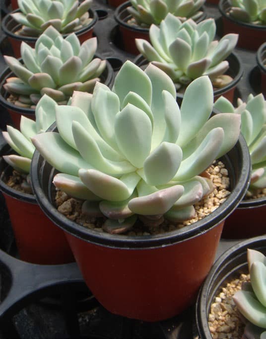 입전
