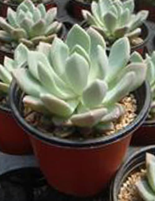 상조